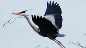 Grey heron: photo by Hiran Fernando