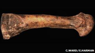 Foot bone (Carol Ward and Elizabeth Harman)