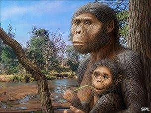 A. afarensis artwork (SPL)