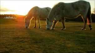 New Forest ponies grazing during sunrise