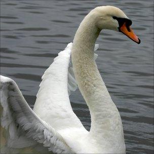 Swan