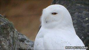 Snowy owl. Pic: RSPB Scotland