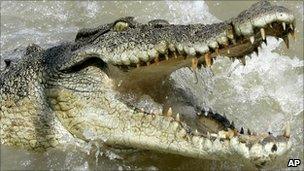 Saltwater crocodile in Australia