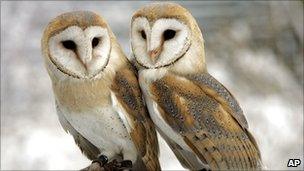 Barn owls