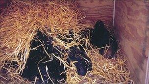 Black bear in artificial den (O Toien/U Alaska Fairbanks)