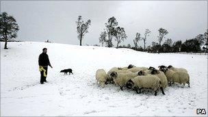 Sheep farmer