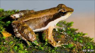 Elegant tropical frog