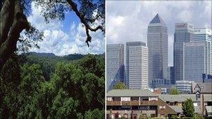 Composite image of rainforest and Canary Wharf