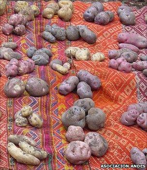 Samples of Peruvian potatoes (Image: Asociacion ANDES/GCDT)