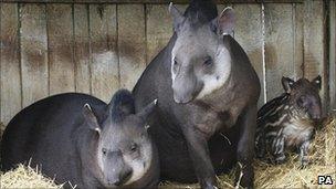 Newborn tapir with parents Tamang and Denzil