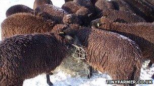 Sheep in the Cambridgeshire snow