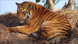 A Tiger on a straw roof after it strayed into a village in 2010