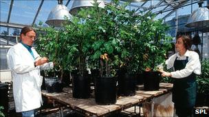 Scientists with GM potato plants