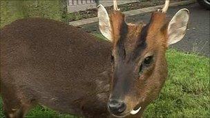 Muntjac deer