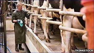 Farmer milking cows