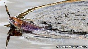 Hooked salmon being pulled from river