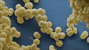 Meningitis bacteria