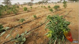 FAO shot of agriculture