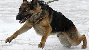 German Shepherd pulling on leash