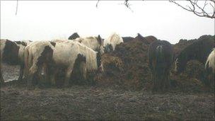 Wild ponies