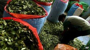 A man filling sacks with coca leaf in Bolivia, March 2007