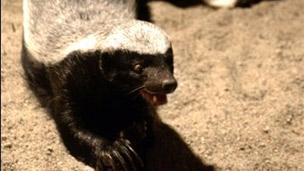 Honey badger