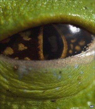 Frog's eye (Image: AP)