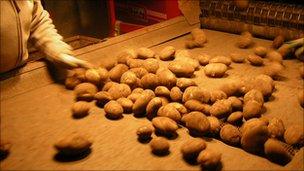 Potato sorting, Willow Farm