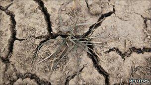 A withered wheat plant is seen in a dry field