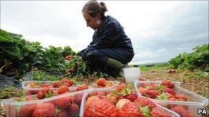 Fruit picker in Northumberland