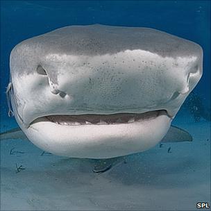 Tiger shark