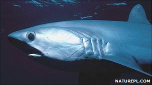 Bigeye thresher shark