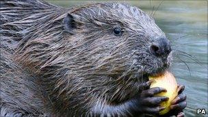 Beaver in Knapdale