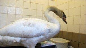 Surviving swan at Secret World - Secret World