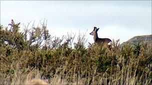 Deer at Tullos hill