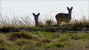 Deer at Tullos hill