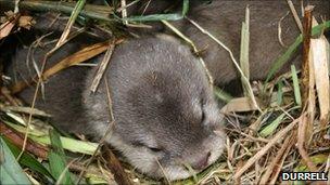 Baby otter