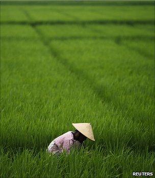 A woman working in a paddy field (Image: Reuters)