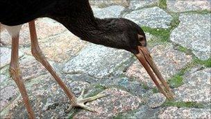 Black stork