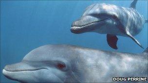 Bottlenose dolphins