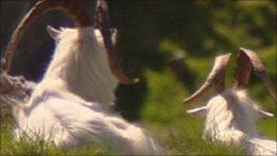 Goat on the Great Orme