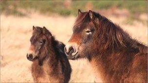 Exmoor ponies