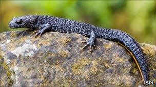 Great crested newt