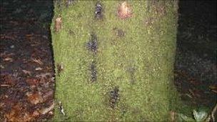 Tree infected with Phytophthora ramorum, or sudden oak death (Image: Forestry Commission)