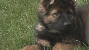 One of the police puppies