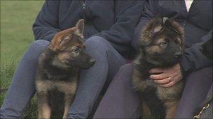 Police puppies