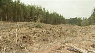 Part of the Roman road in Puddletown Forest