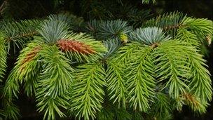 Branches from a Norway spruce