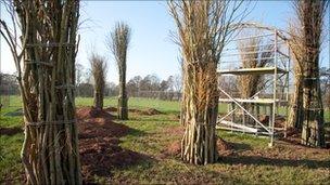 Willow cathedral