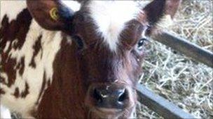 A baby Ayrshire cow